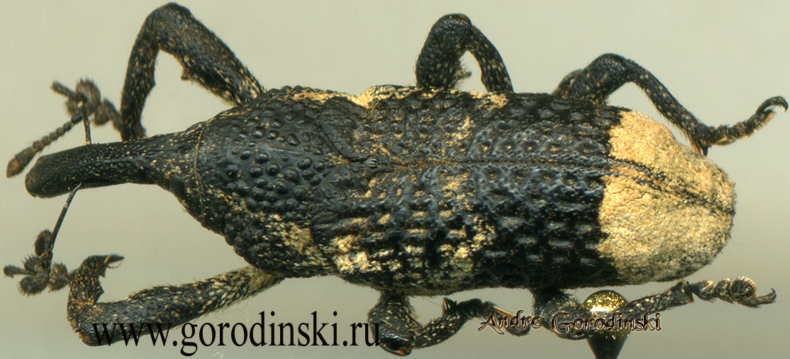 http://www.gorodinski.ru/oth_col/Curculionidae sp.3.jpg